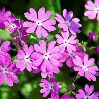 Primula cotusoides